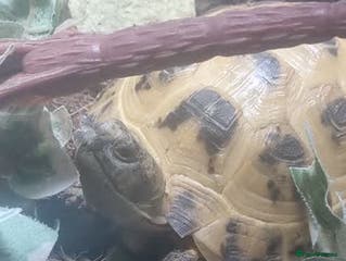 Tortoise reptiles Horsfield tortoise (Russian) - Advert 4