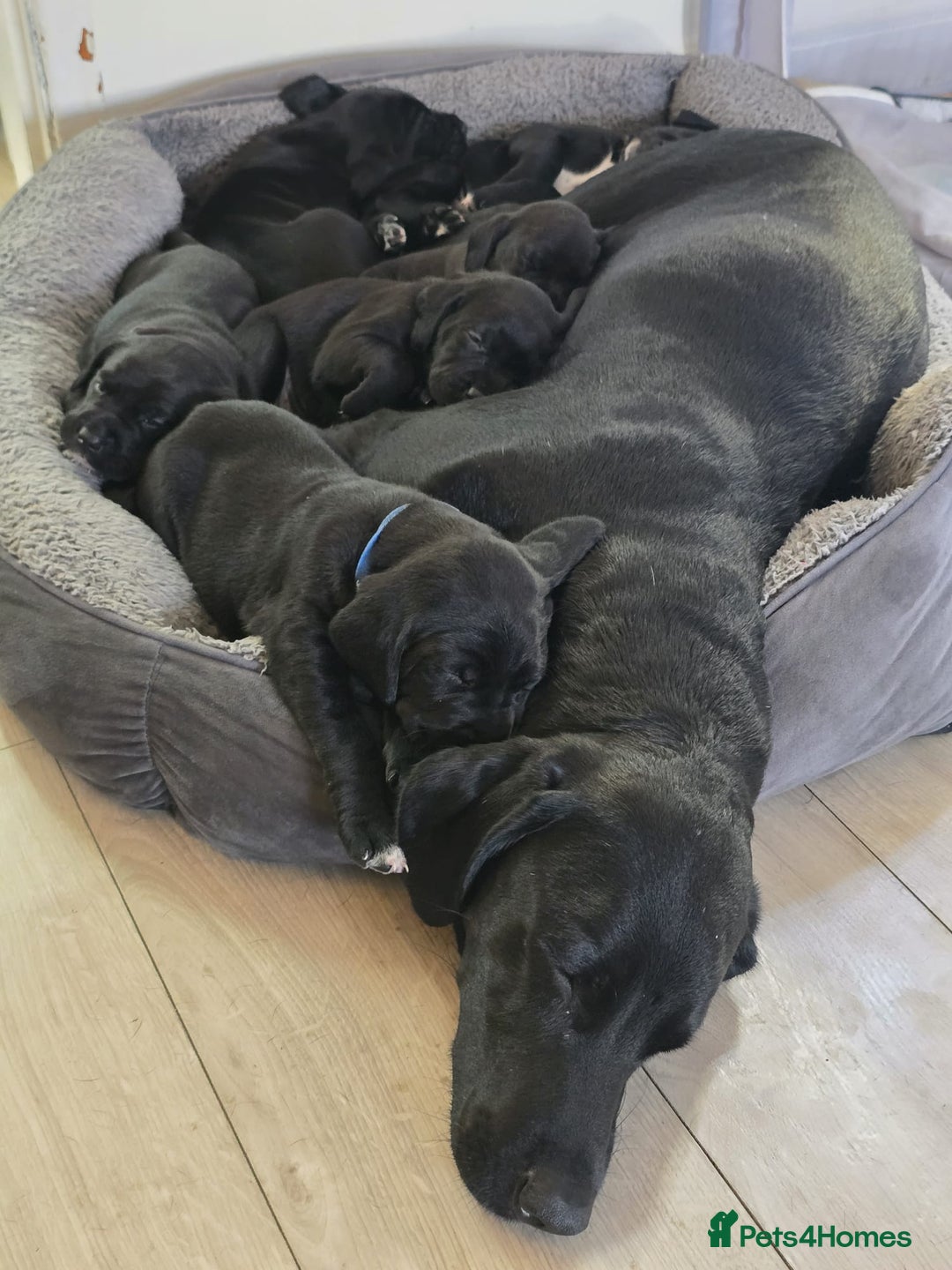 Mixed Breed dogs for sale: 6 mixed breed puppies - Advert 1