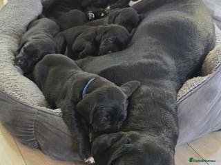 Mixed Breed dogs 1 male Puppy, Ready to leave - Advert 18