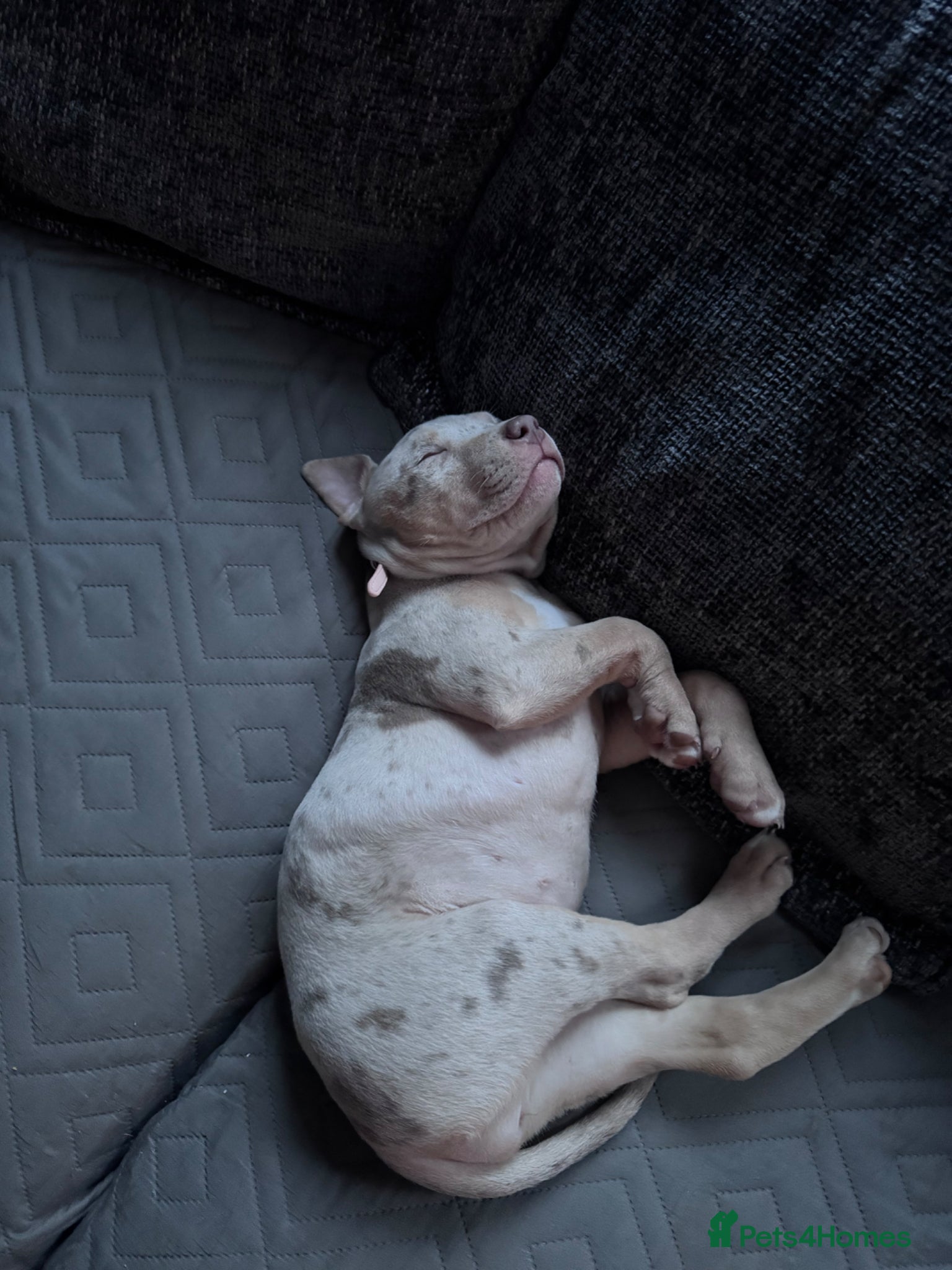 American Bully dogs for sale: American Pocket/standard bully  - Advert 7