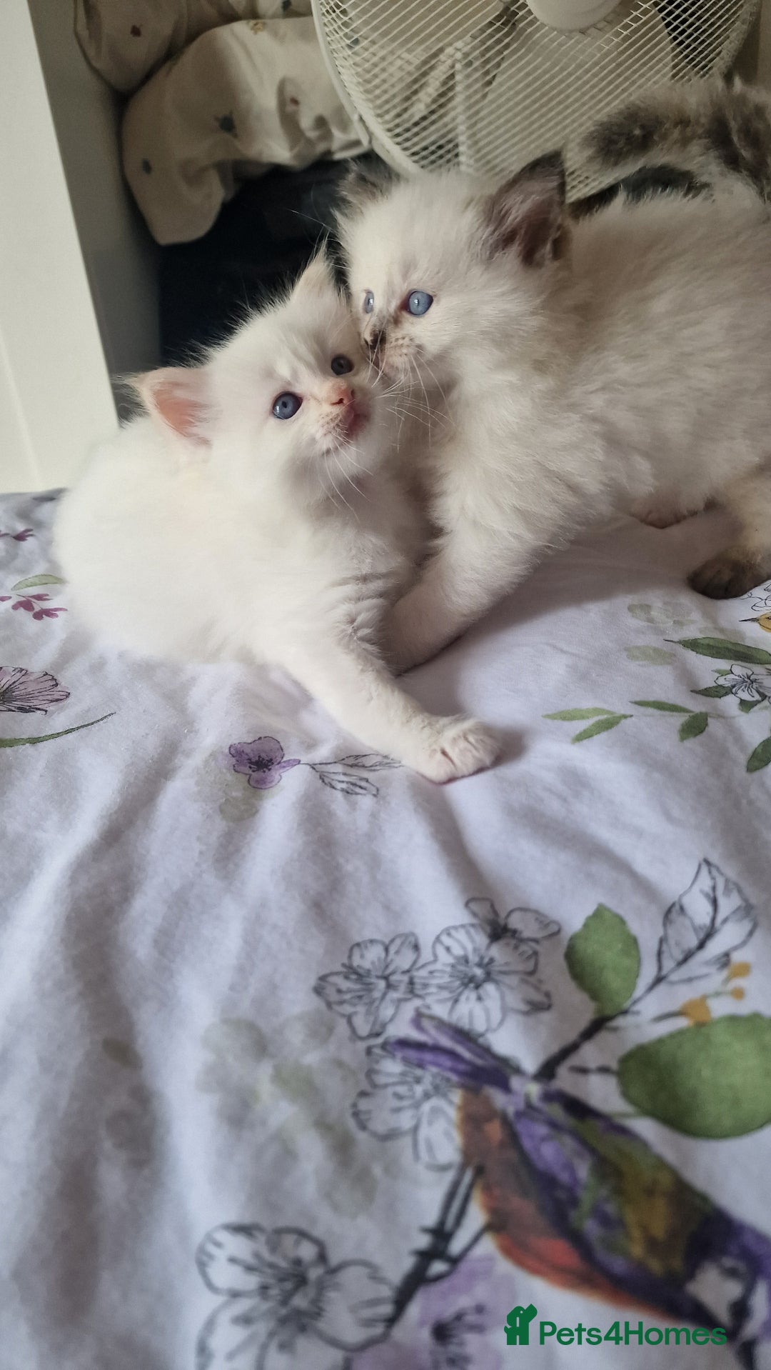 Ragdoll cats for sale: Healthy Ragdoll kittens , Ready now.  - Image 6