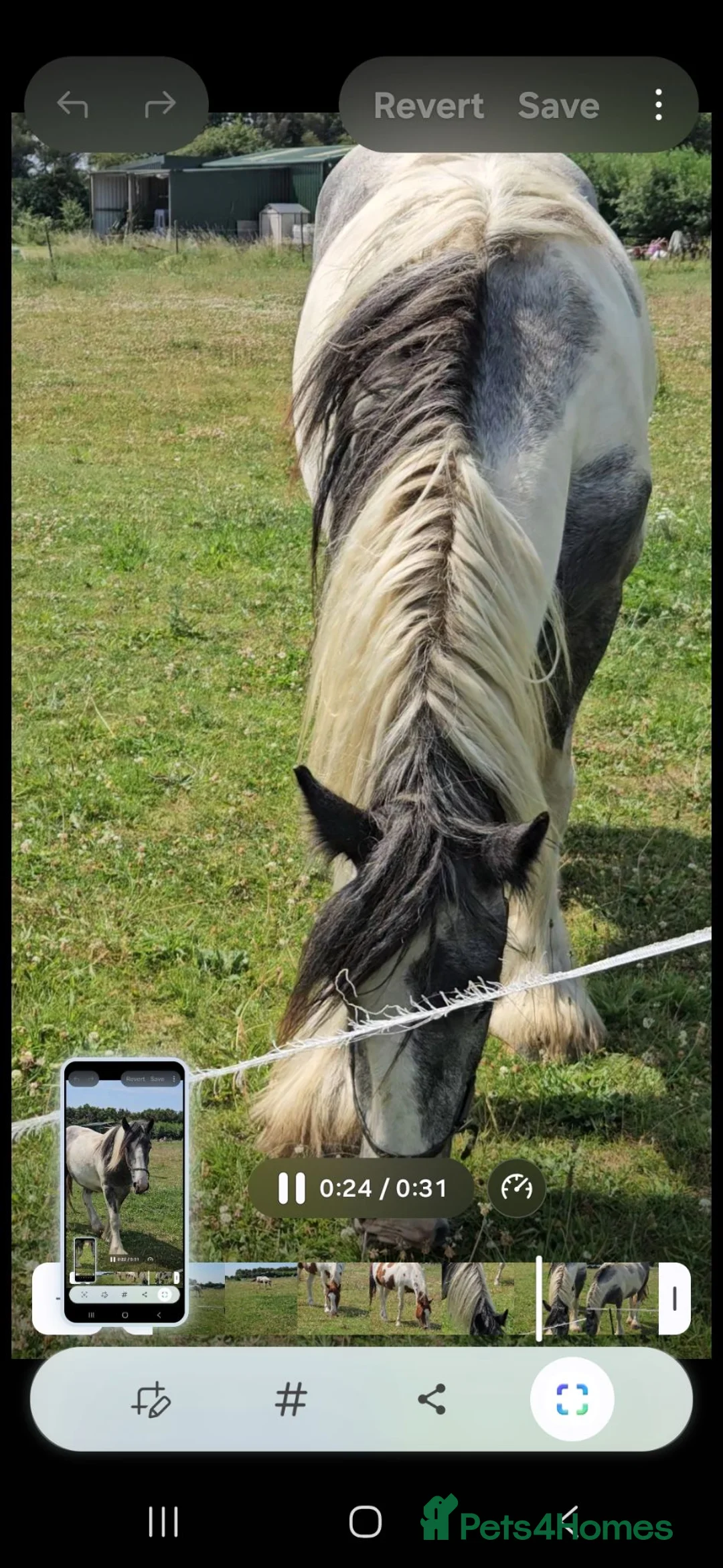 Other Breed horses for sale: Maxi cob gelding  - Advert 2