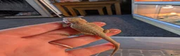 Bearded Dragon reptiles for sale: Baby Bearded Dragons  - Advert 3