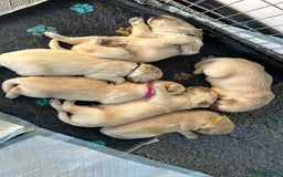 Golden Retriever dogs for sale: Golden retriever puppies  - Image 15