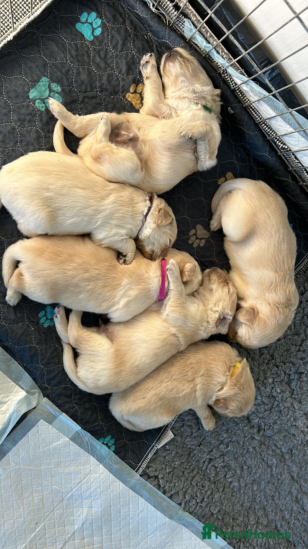 Golden Retriever dogs for sale: Golden retriever puppies  - Image 15