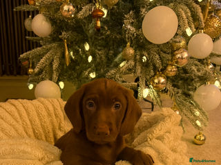 Mixed Breed dogs Beautiful Doxiepoos - Advert 10