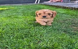 Cavapoo dogs for sale: F1 cavapoo - Image 6