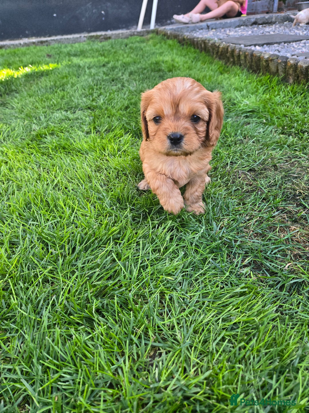 Cavapoo dogs for sale: F1 cavapoo - Image 6