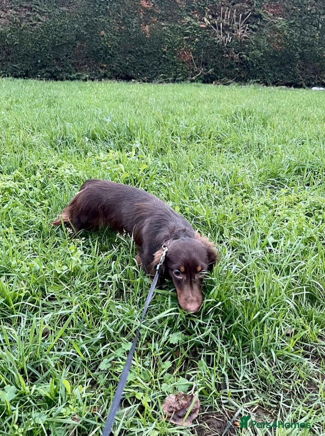 Miniature Dachshund dogs for stud: Handsome Miniature Dachshund Chocolate Stud  - Advert 9