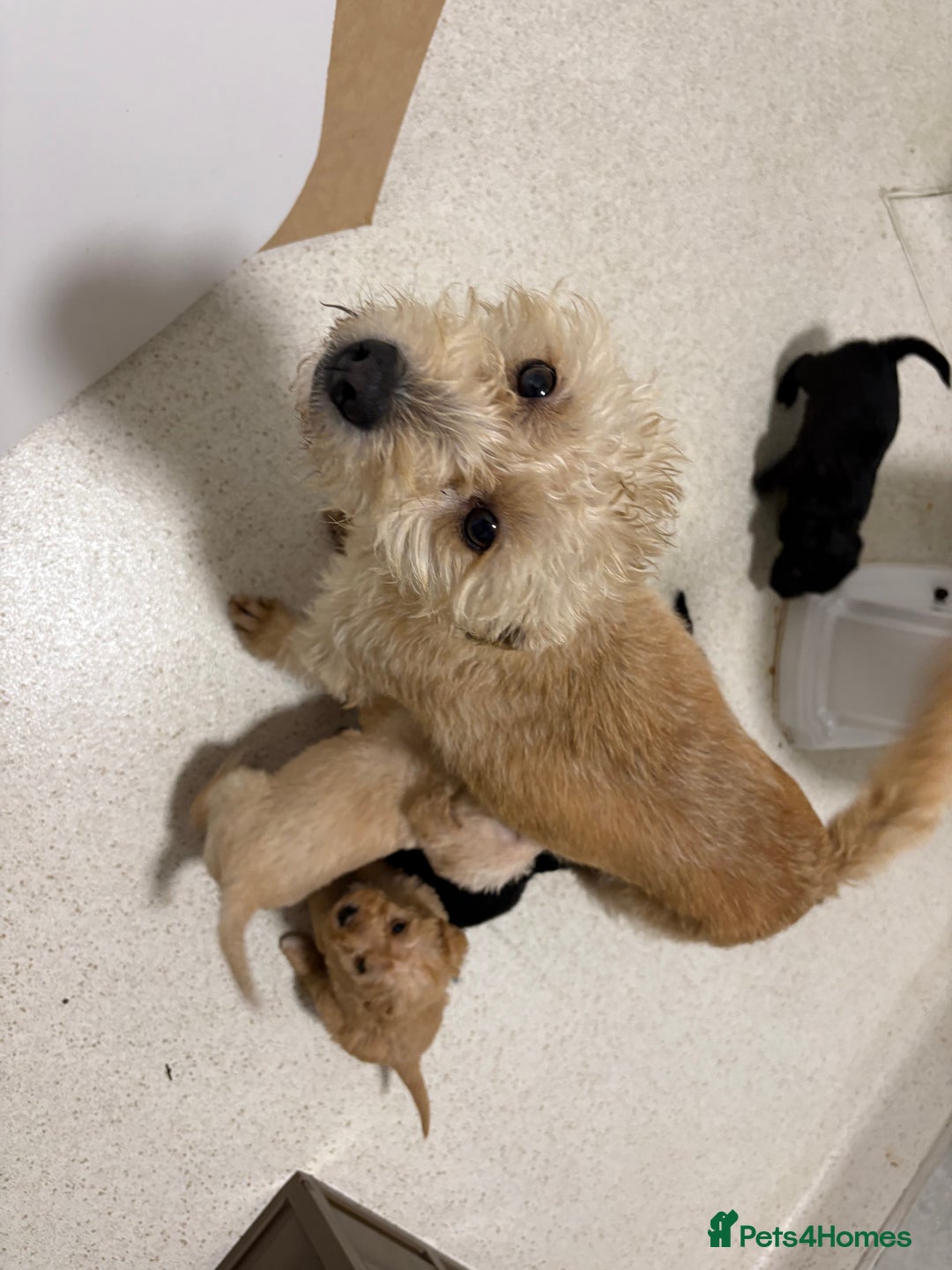 Jackapoo dogs for sale: KC Type jackapoo puppies ready to leave 3rd jan  - Advert 10