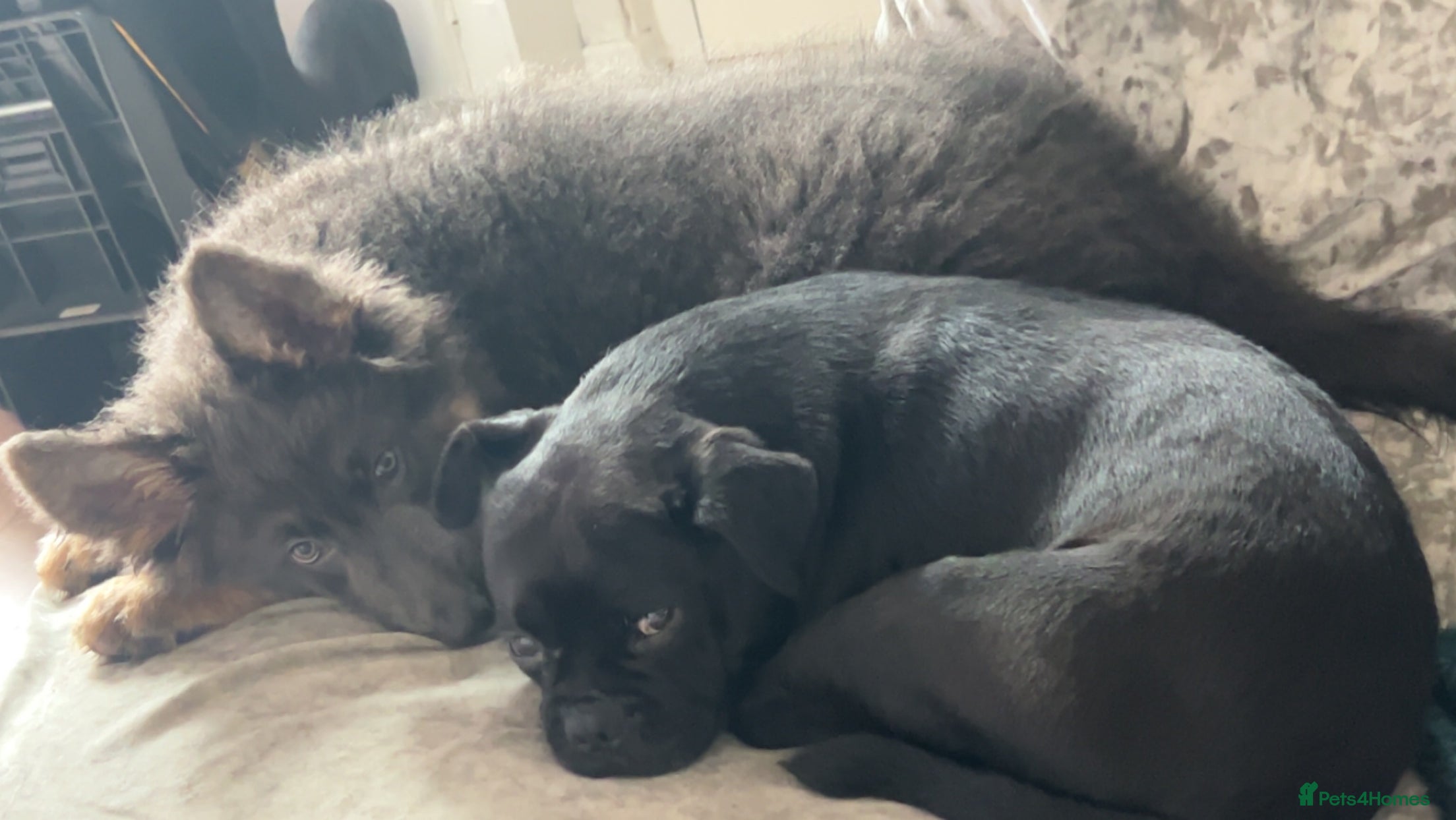 Mixed Breed dogs Larry  - Advert 3