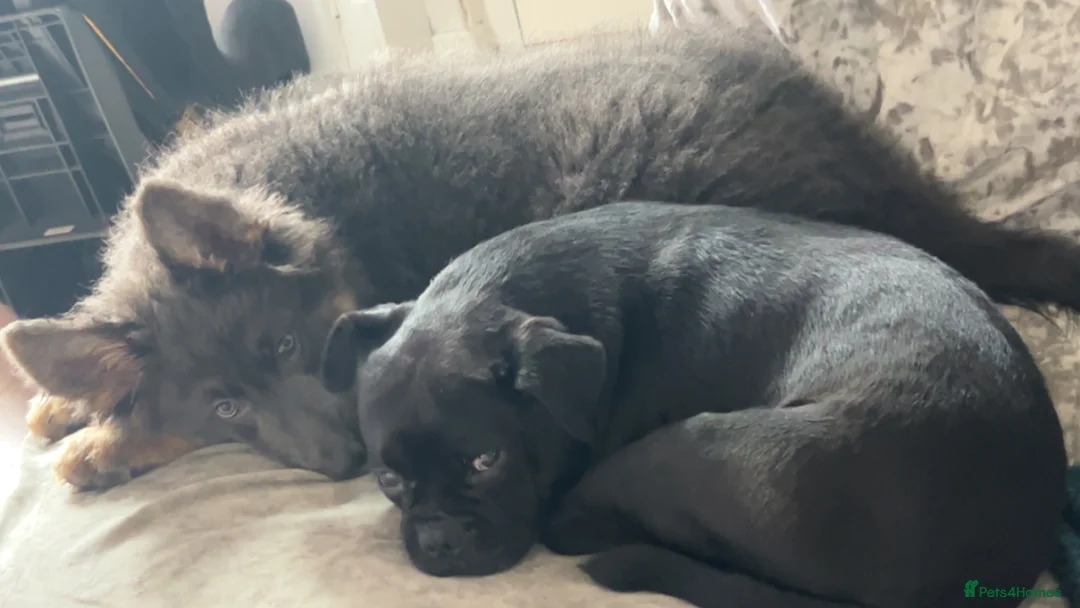 Mixed Breed dogs for sale: Larry  - Advert 1