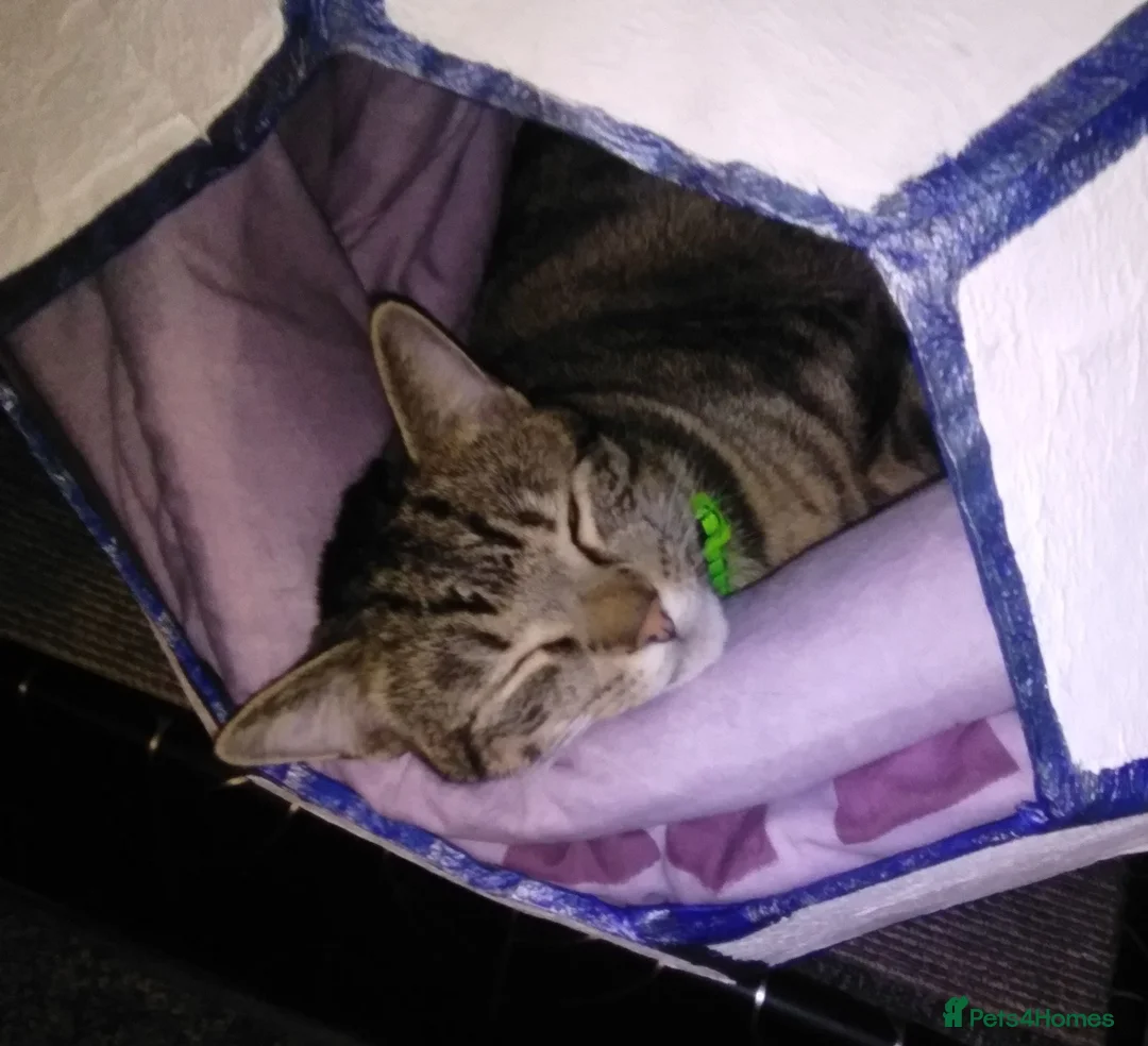 British Shorthair cats for sale: Handsome Fella - Advert 1