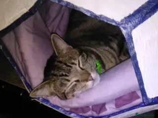 British Shorthair cats Handsome Fella - Advert 1