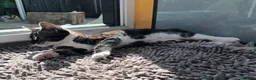 Mixed Breed cats for sale: Lovely girl looking for a new home in London - Advert 5