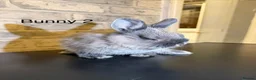 Netherland Dwarf rabbits for sale: 🐰 Beautiful Female Bunnies for Sale 🐰 - Advert 6