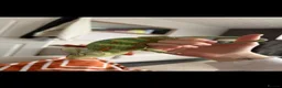 Chameleon reptiles for sale: Veiled chameleon  - Advert 3