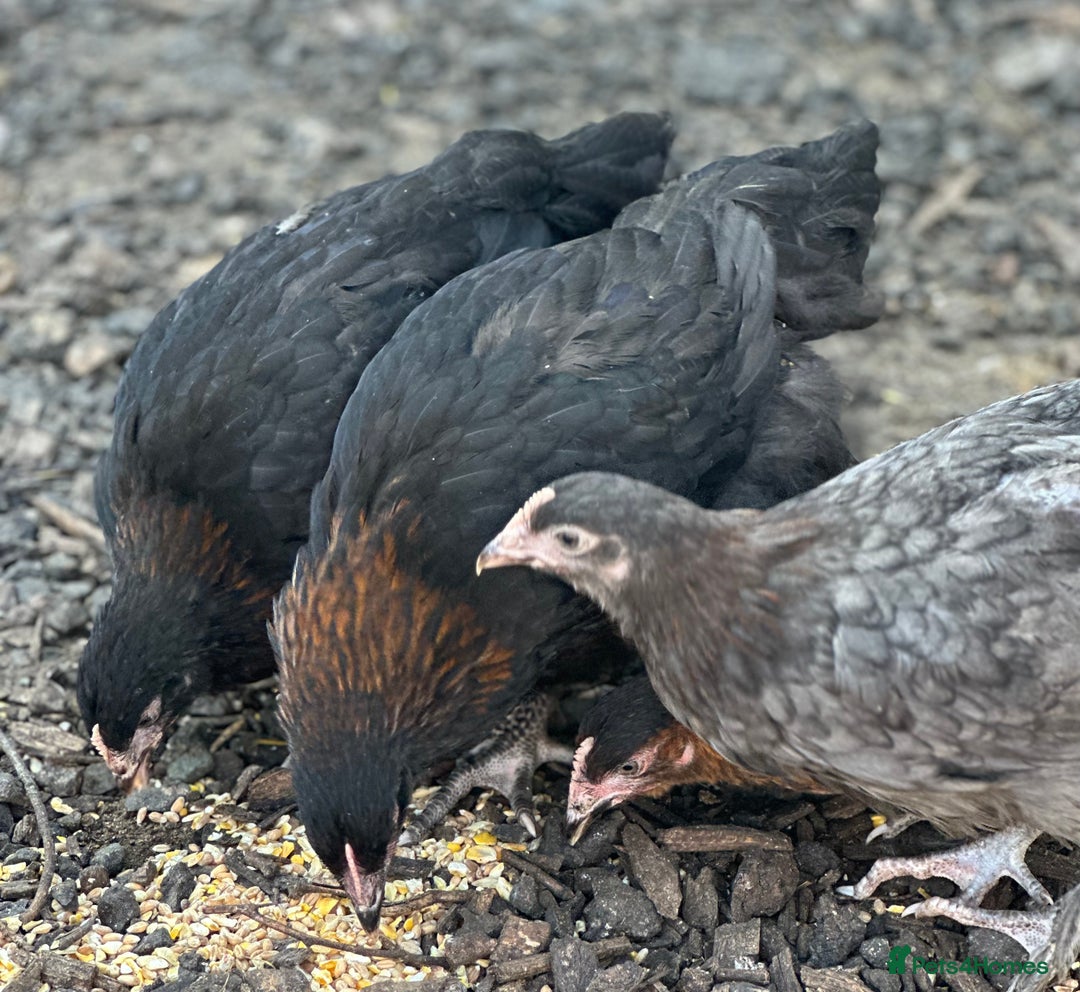 Chickens poultry for sale: French Copper Black Marans - Dark Brown Eggs - Image 4