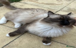Ragdoll cats for sale: 🐾 Loving 21-Month-Old Male Seal Mitted Ragdoll 🐾 - Image 20
