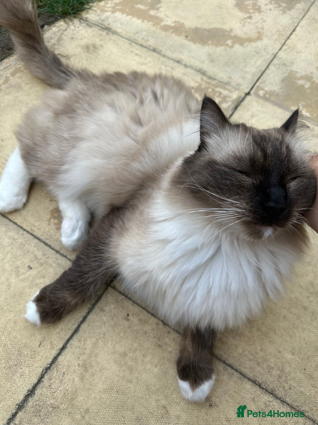 Ragdoll cats for sale: 🐾 Loving 21-Month-Old Male Seal Mitted Ragdoll 🐾 - Image 20