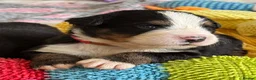 Bernese Mountain Dog dogs for sale: KC Registered Bernese Mountain Dog Puppies - Advert 27