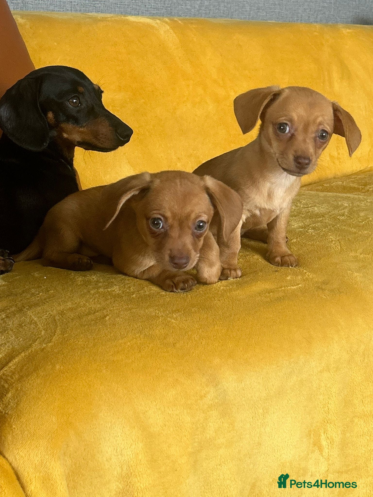 Chiweenie dogs Beautiful Chiweenie F1 Pedigree Registered Puppies - Advert 7