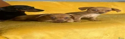 Chiweenie dogs for sale: Beautiful Chiweenie F1 Pedigree Registered Puppies in Southampton - Advert 1
