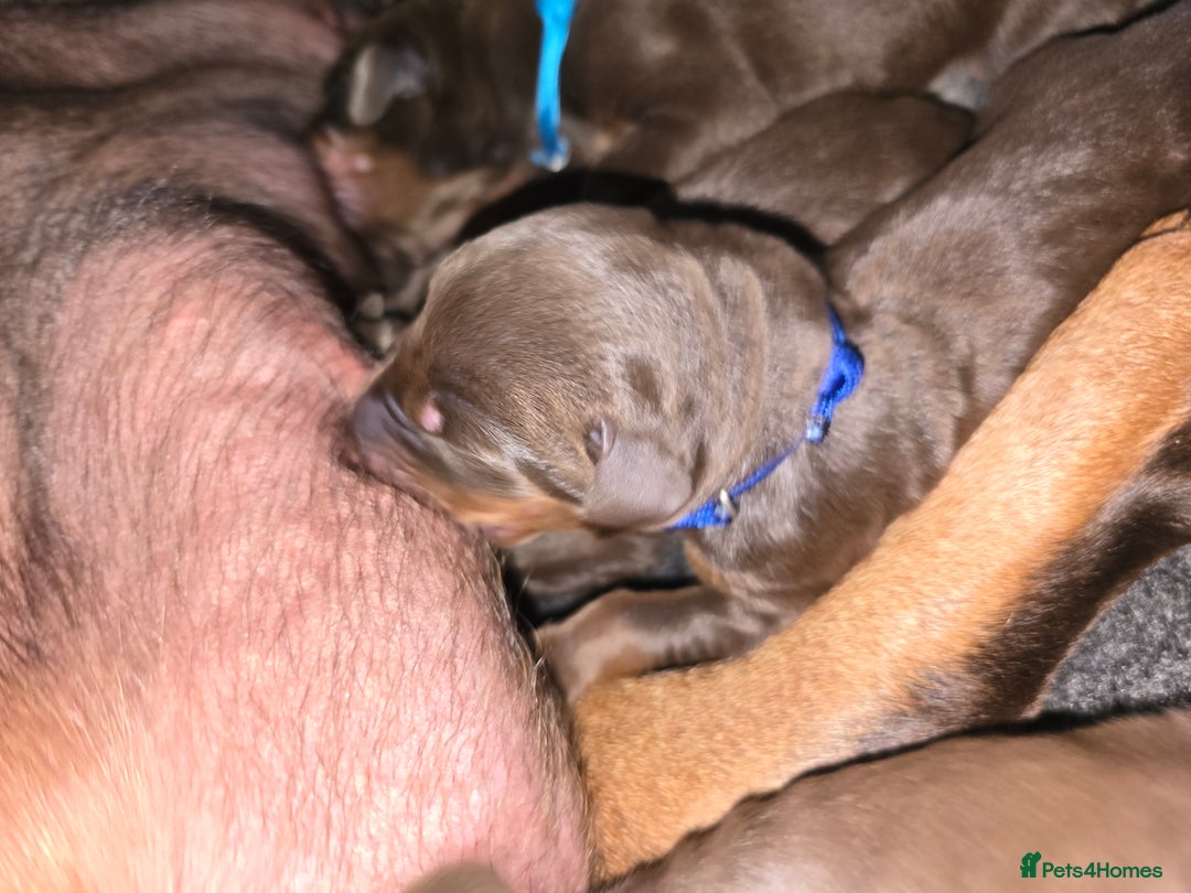 Dobermann dogs for sale: *HEALTH TESTED,HOME REARED,STUNNING DOBERMAN PUPS - Image 21