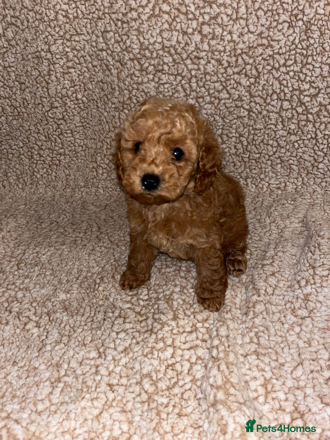 Cavapoochon dogs for sale: Beautiful cavapoochon baby’s  - Advert 4