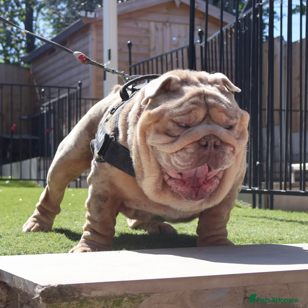 English Bulldog dogs for stud: Hellboy son of Mr Muscles  - Advert 2