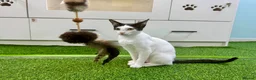 Mixed Breed cats for adoption: [Indoors Only] Yuki & Suki - Adorable Siblings - Advert 13