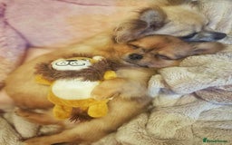 Chihuahua dogs for sale: Merle Chihuahua Puppies Longhaired Apple-head - Advert 11