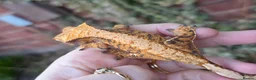 Gecko reptiles for sale: Various crested geckos - Advert 3