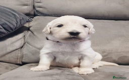 Golden Retriever dogs for sale: Golden Retriever puppies - Image 9