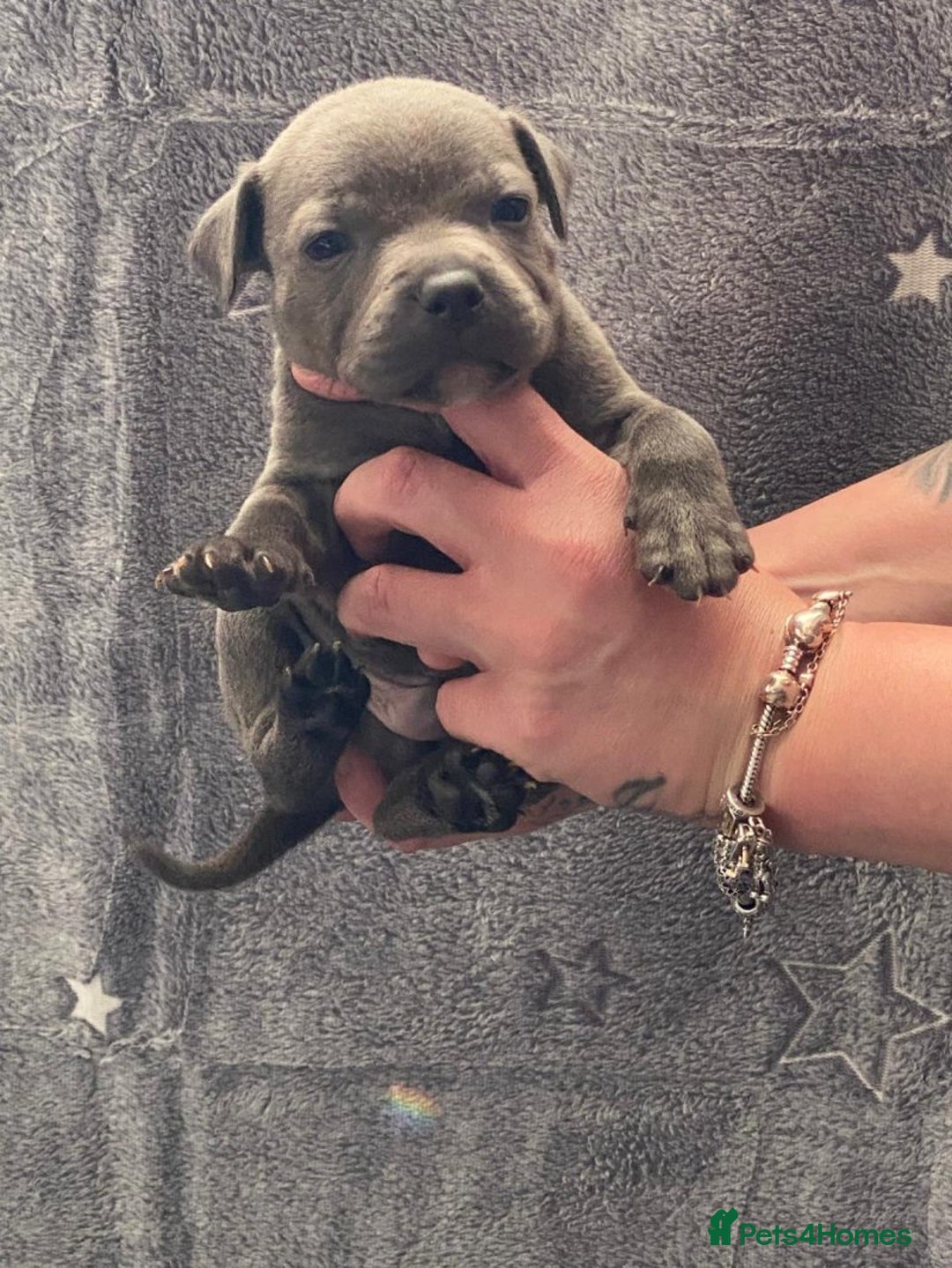 Staffordshire Bull Terrier dogs for sale: Pure breed blue Staffordshire bull terrier - Image 7