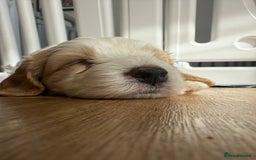 Cavapoo dogs for sale: 1 Female 4 Male - Image 3