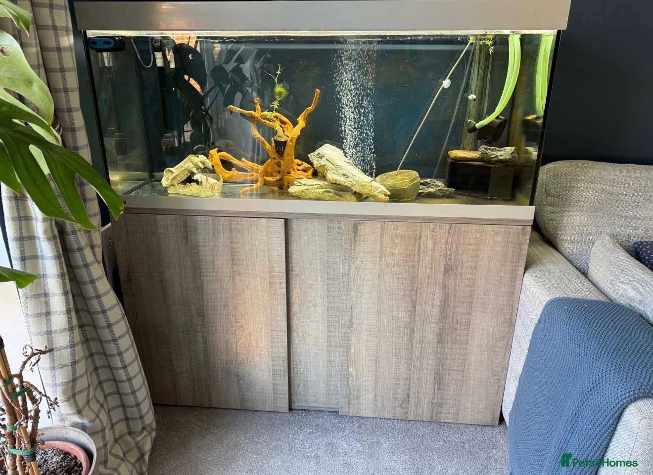 Axolotl reptiles Axolotl aquarium, lights and external filter - Advert 1