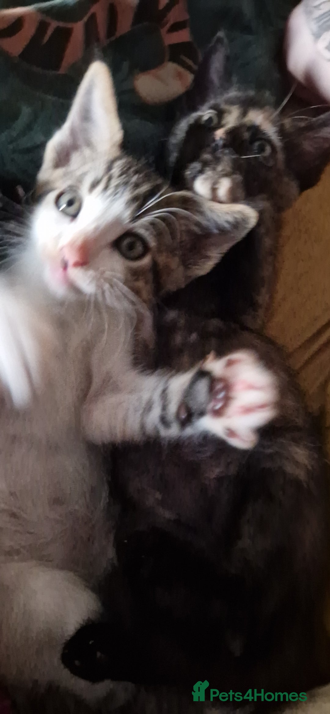 Mixed Breed cats for sale: Maine coon X Sphynx - Advert 7