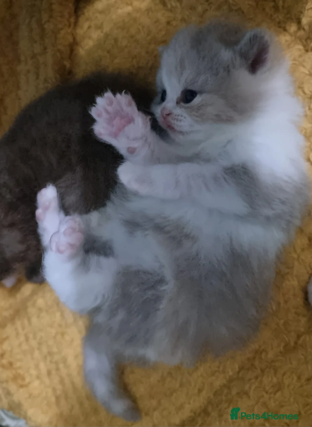 British Shorthair cats for sale: Pedigree Registered British Shorthair kittens   - Advert 4