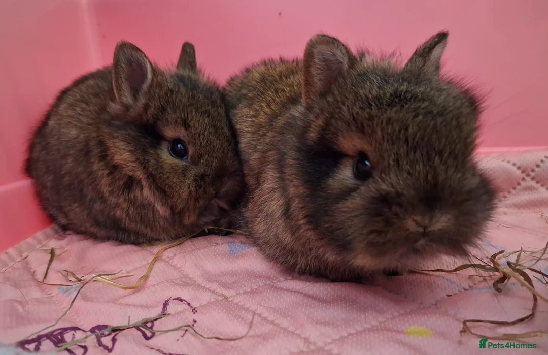 Mixed Breed rabbits for sale: Gorgeous baby bunnies, ready to reserve! - Advert 2