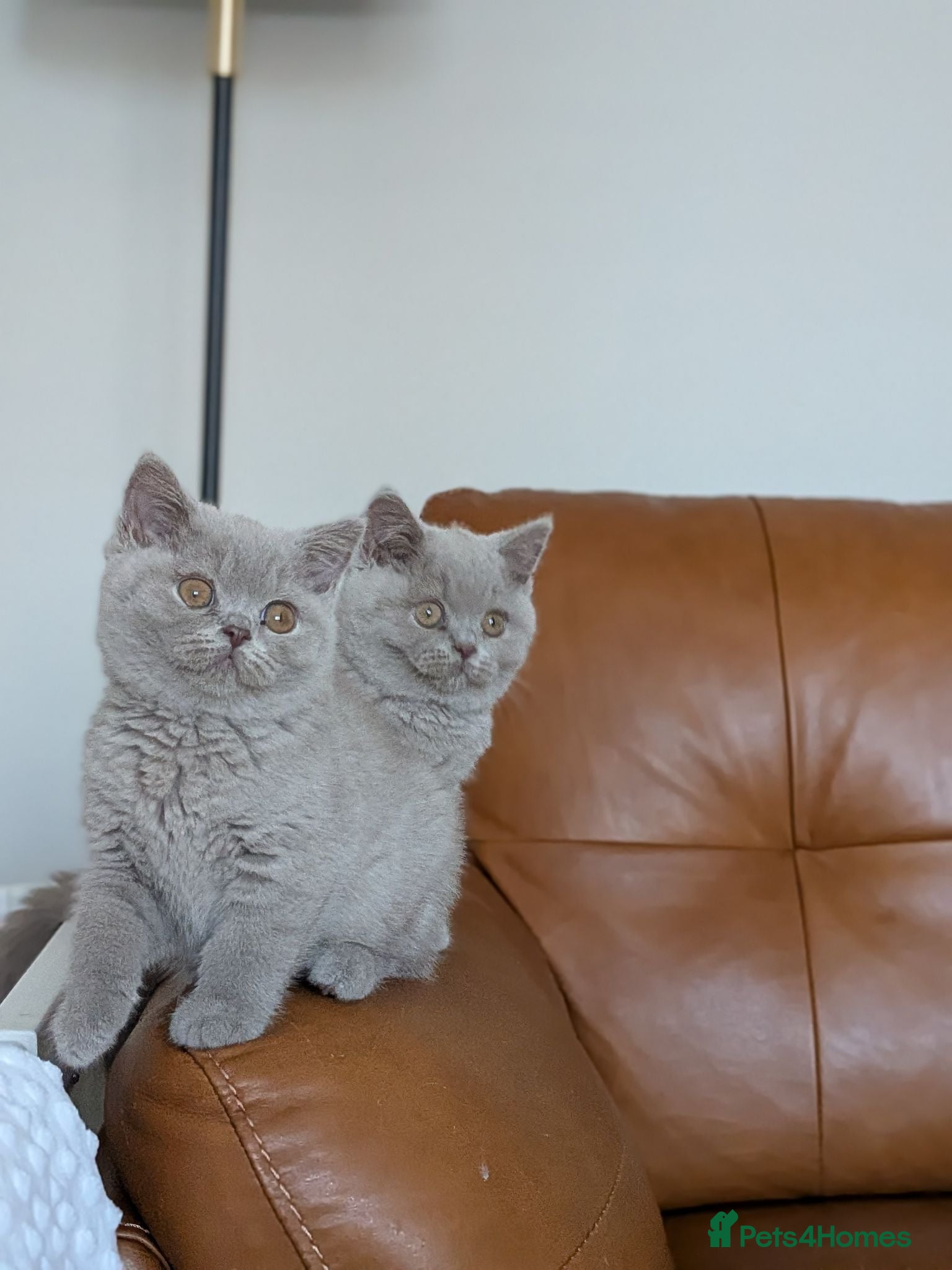British Shorthair cats GCCF Registered Kittens  - Advert 1