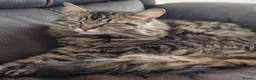 Maine Coon cats for sale: Gorgeous mix Maine Coon and Siberian Cat in Aberdeen - Advert 3