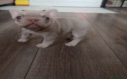 French Bulldog dogs for sale: £1250 KC Registered Quality Pups Ready To Go 30/08 - Image 4