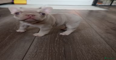 French Bulldog dogs - Advert 16
