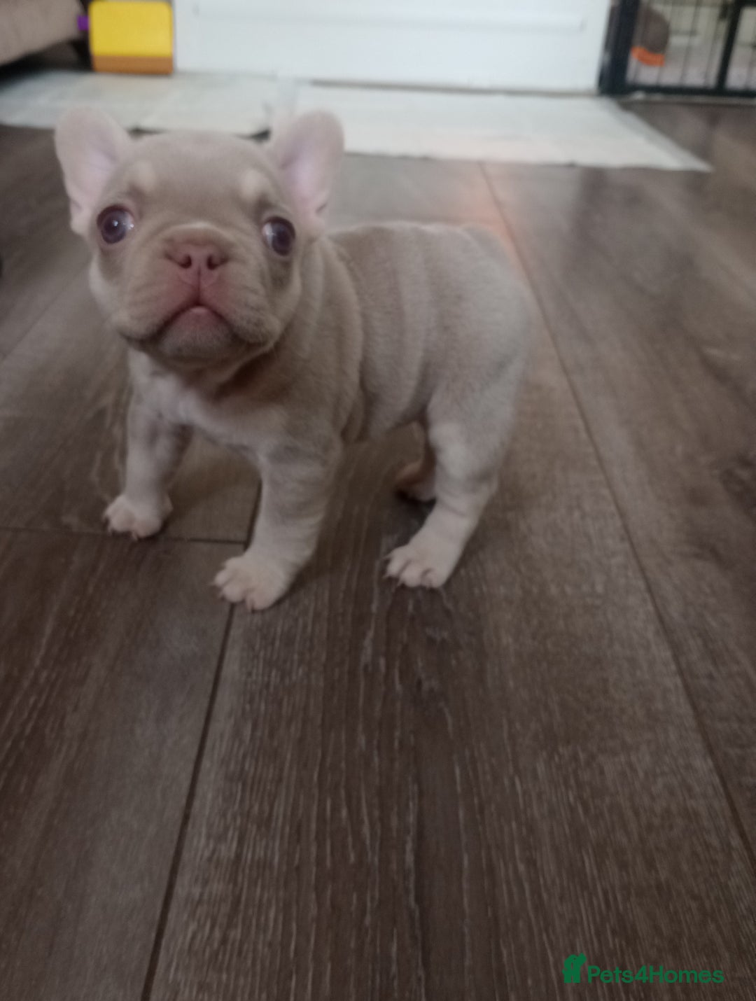 French Bulldog dogs for sale: £1250 KC Registered Quality Pups Ready To Go 30/08 - Image 4