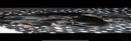 Miniature Dachshund dogs for sale: 6 Beautiful Miniature Dachshunds for Sale 🐾 ❤️ - Advert 27