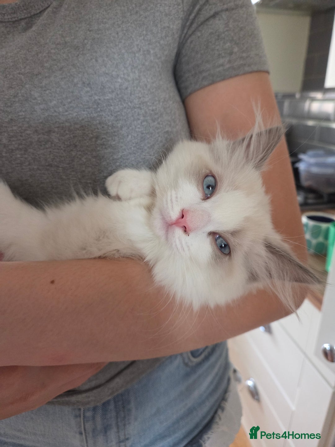 Ragdoll cats for sale: Lilac/cream ragdoll girl, 13 weeks 🤍 - Image 4