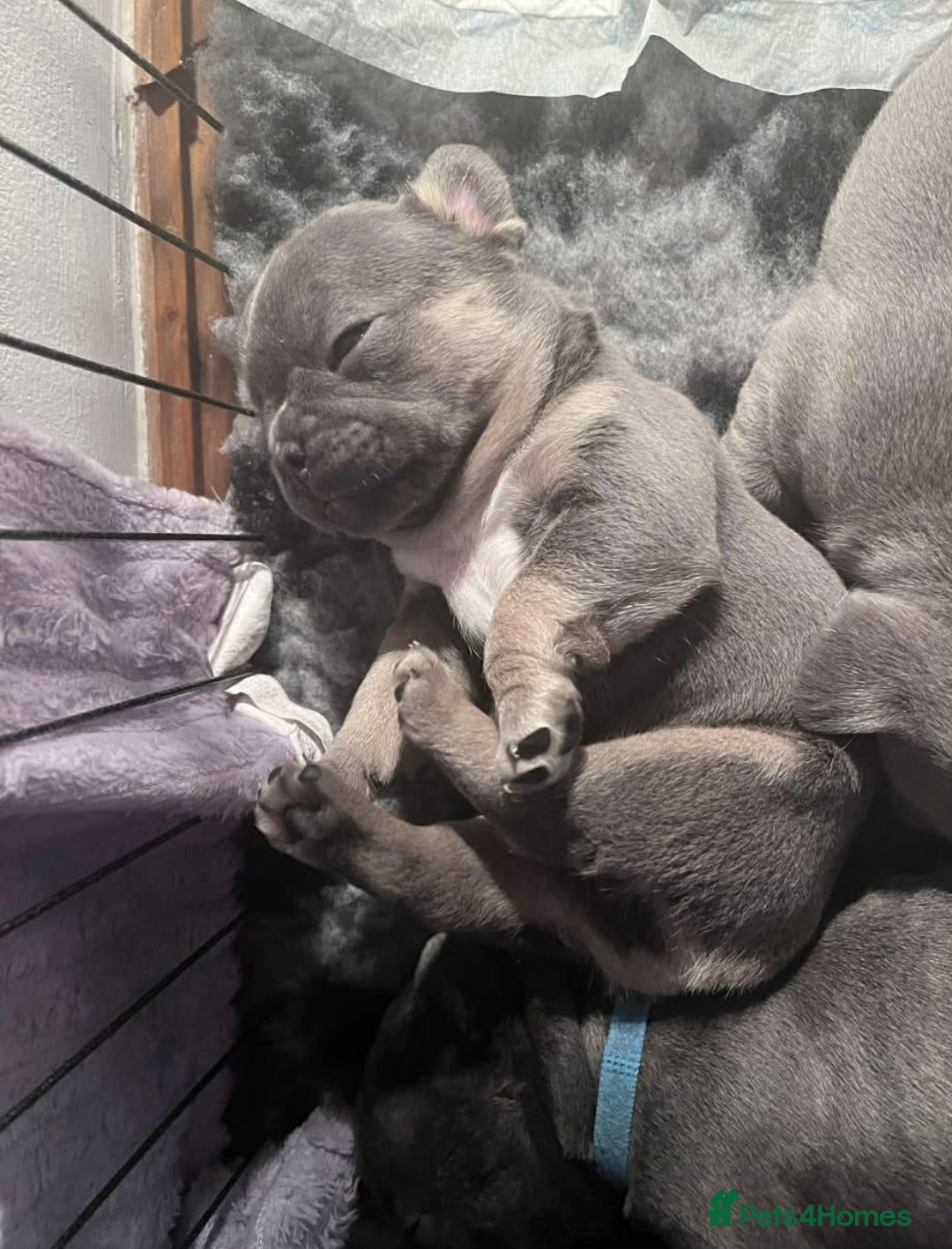 French Bulldog dogs for sale: Beautiful KC registered French Bulldog Puppies - Advert 5