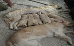 Golden Retriever dogs for sale: Golden retriever puppies  - Image 31