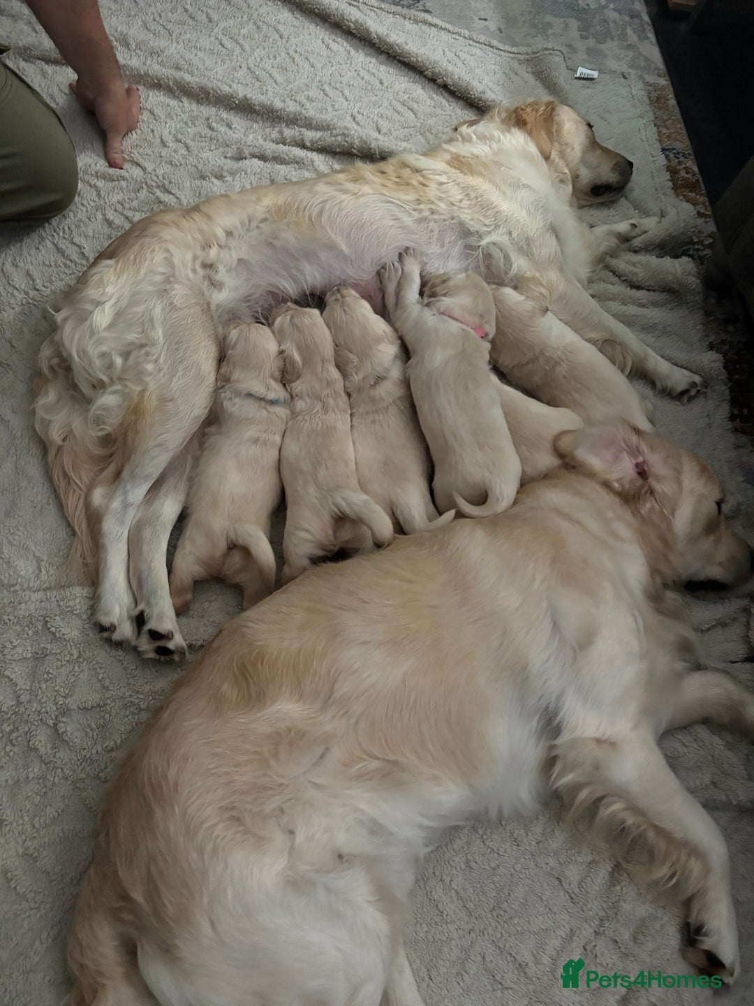 Golden Retriever dogs for sale: Golden retriever puppies  - Image 31